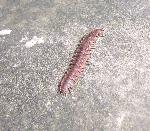 A neat millipede on a rock.