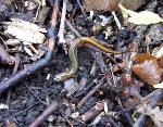 A salamander!