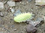 Severely awesome caterpillar.