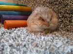 round as this pea